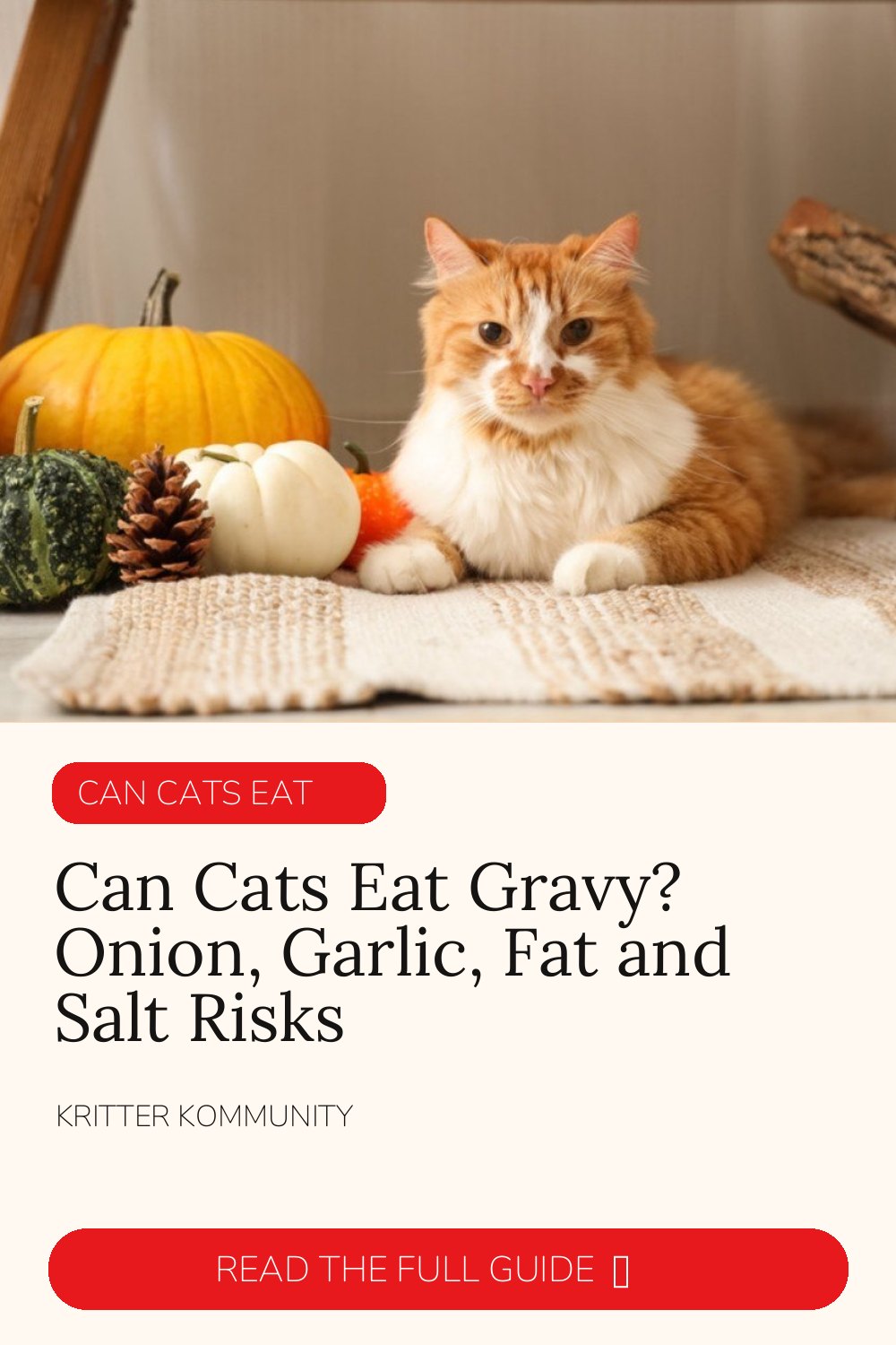 Can Cats Eat Gravy? Onion, Garlic, Fat & Salt Risks