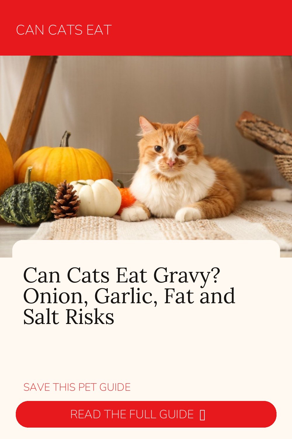 Can Cats Eat Gravy? Onion, Garlic, Fat & Salt Risks