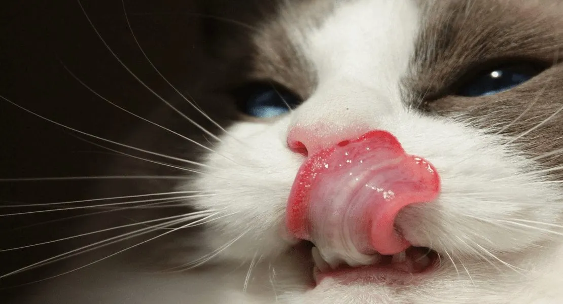 The Anatomy of a Cat Tongue
