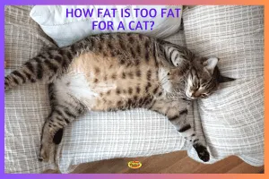 how-fat-is-too-fat-for-a-cat