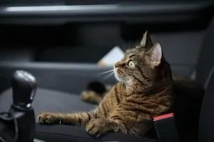 car traveling with cats