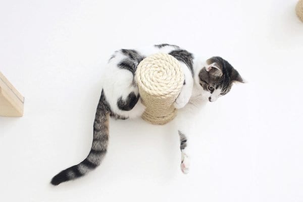 Sisal Remnants for Cats