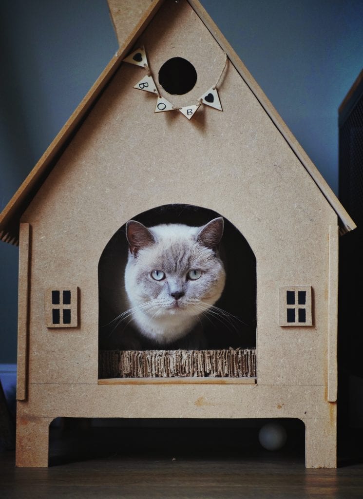 Diy cat box outlet house