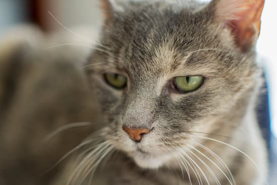 Adopting an older store cat