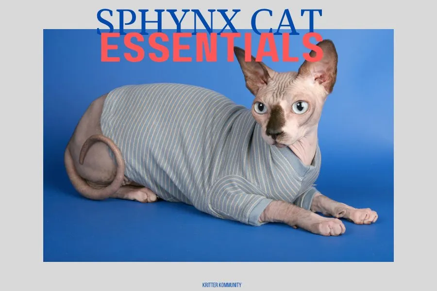 sphynx-cat-essentials