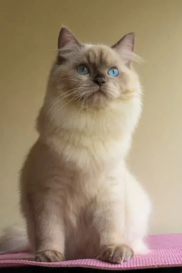 himalayan persian mix cat