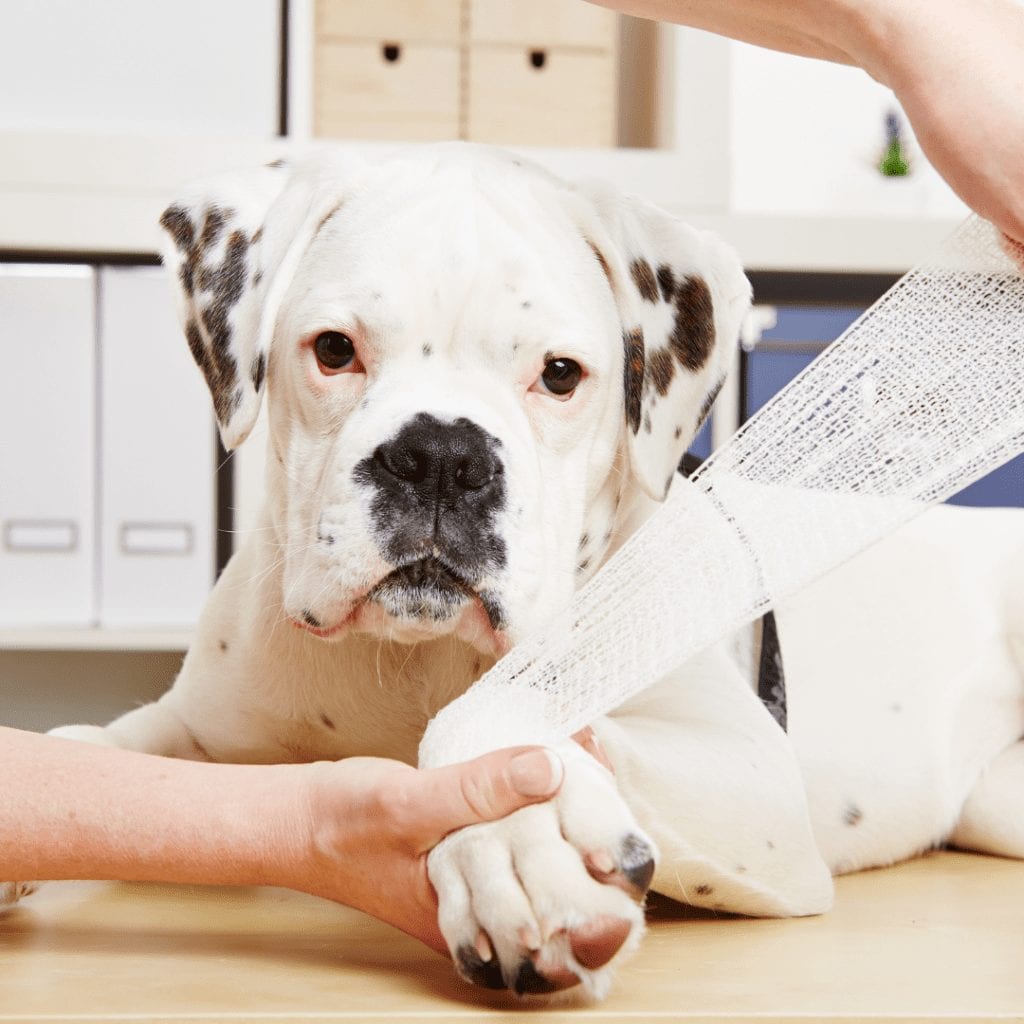 dog injuries dog injuries