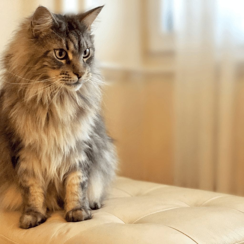 are maine coon cats good with dogs