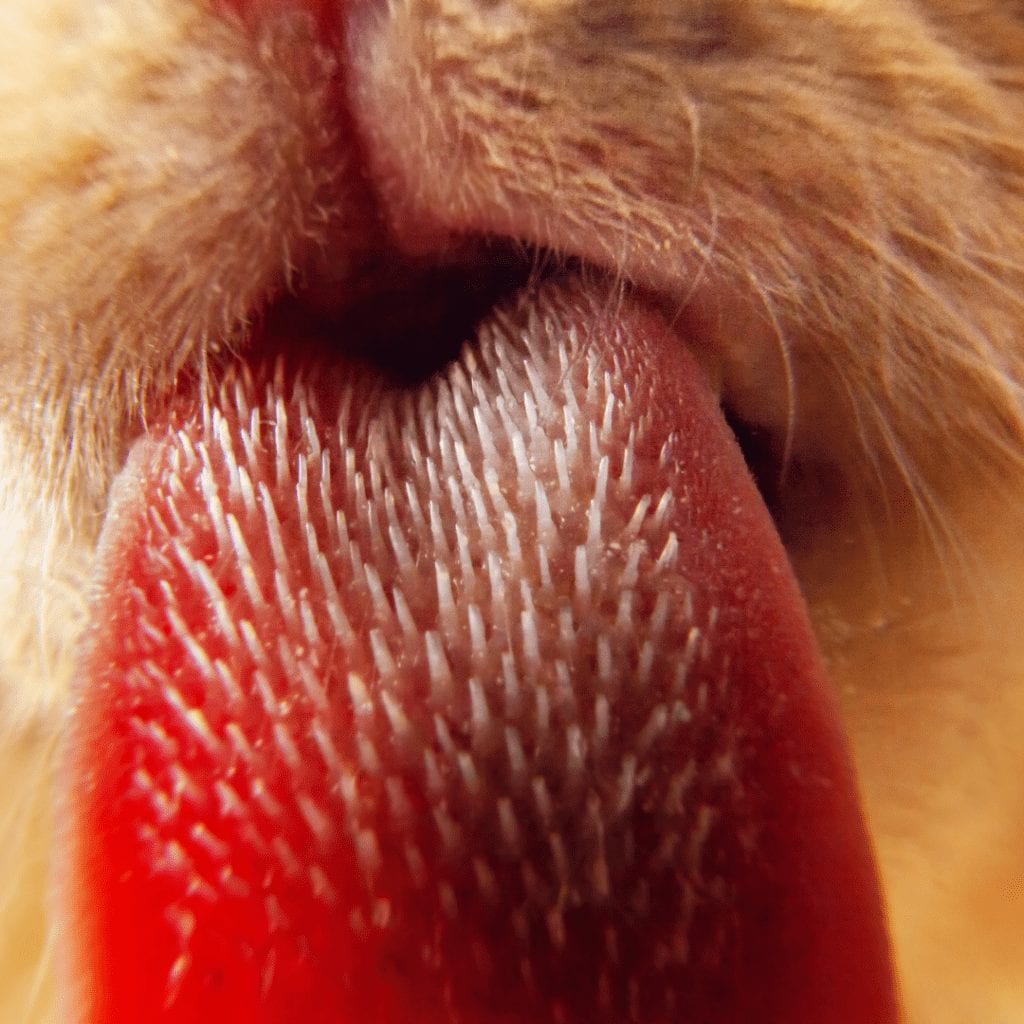 labeled cat tongue close up