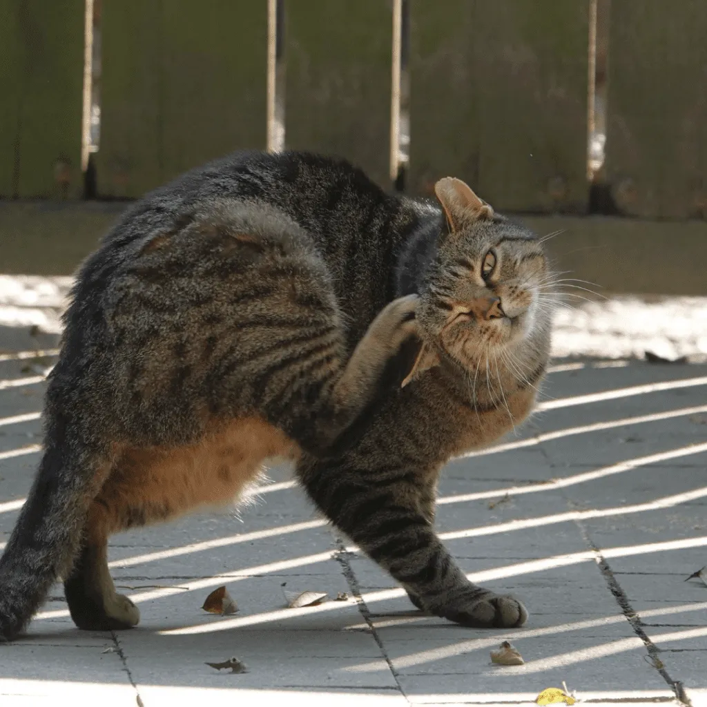 Lice on cats clearance treatment