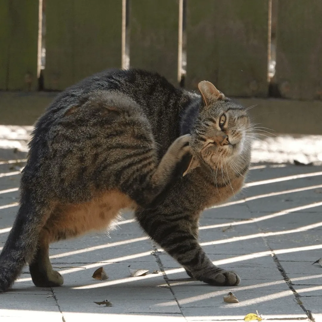 Cat lice outlet treatment