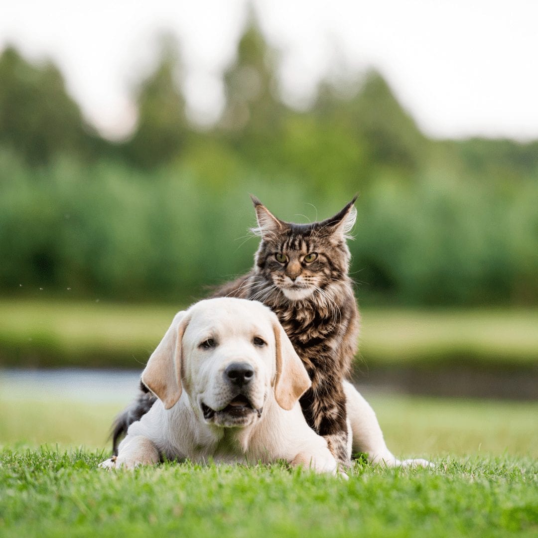 are lab dogs good with cats