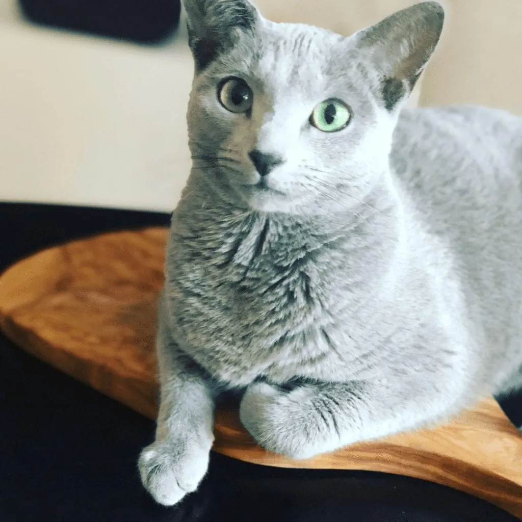 Russian Blue Cat With Blue Eyes