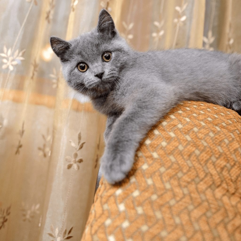 Fluffy russian hot sale blue cat