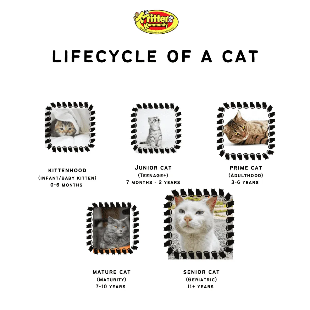 cat life stages