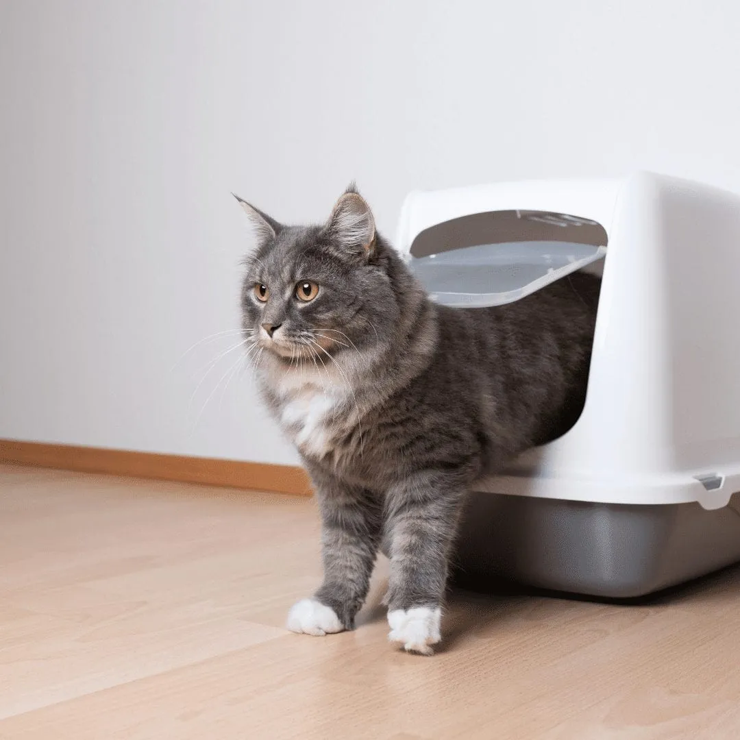 litter box problems in older cats