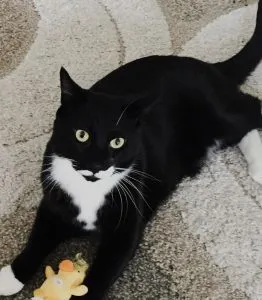 what-breed-are-tuxedo-cats
