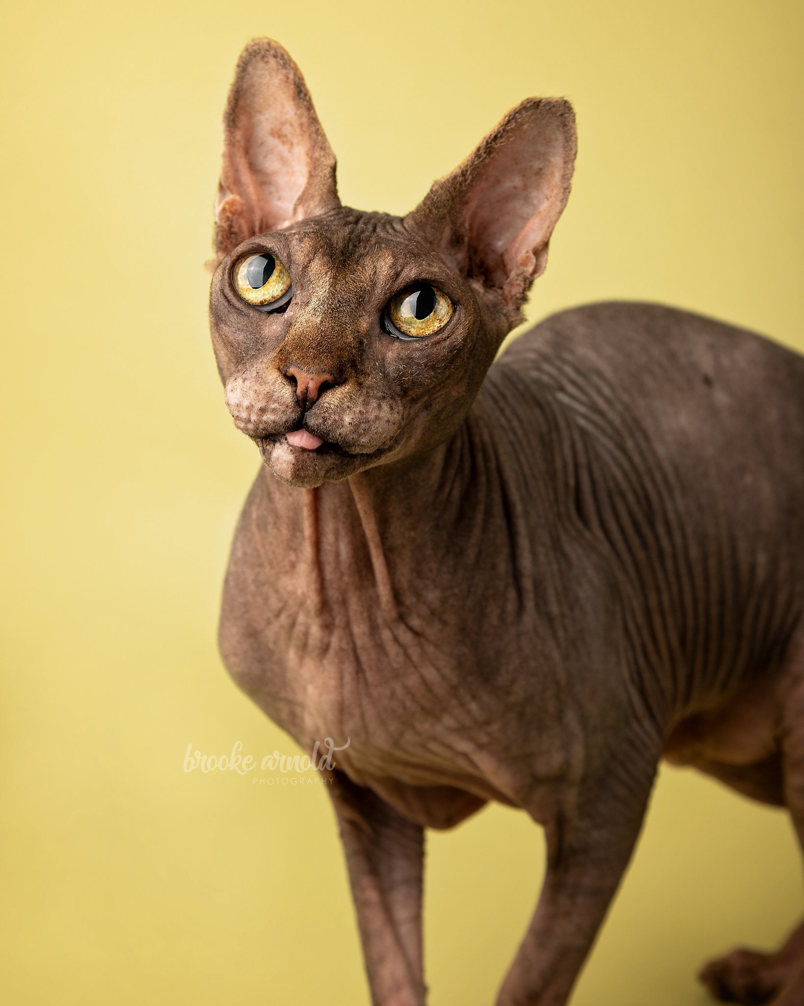 Is A Sphynx Cat A Good Pet? This Cat Expert Weighed In • Kritter Kommunity