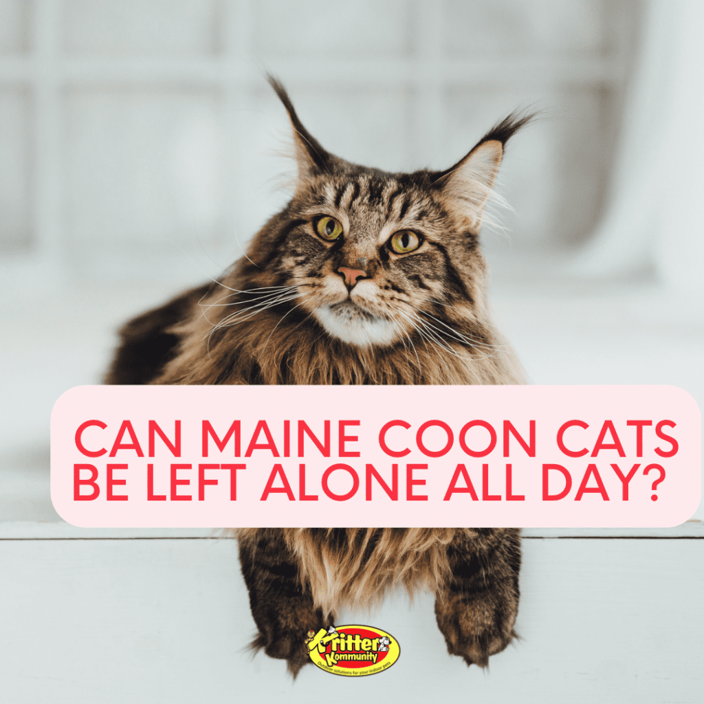 II. Understanding the Independence of Maine Coons