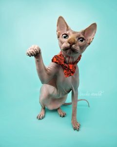 Sphynx Cat For Kids: A Sphynx Cat Book With A Closer Look At These Amazing And Unique Cats, From Their History To How To Take Care Of One, It's All In This Book [Book]