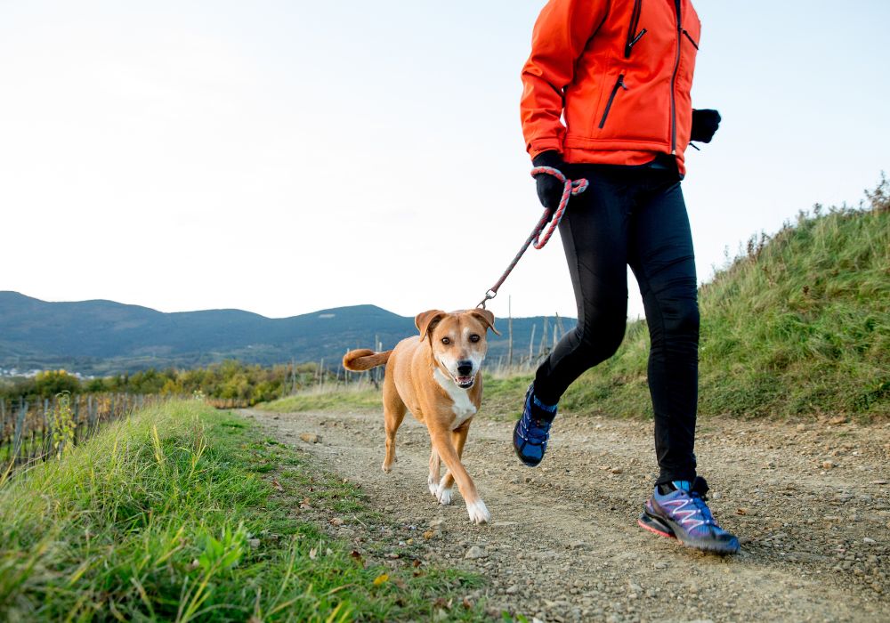 Is It Okay To Go Off-Road Running With Your Dog? • Kritter Kommunity