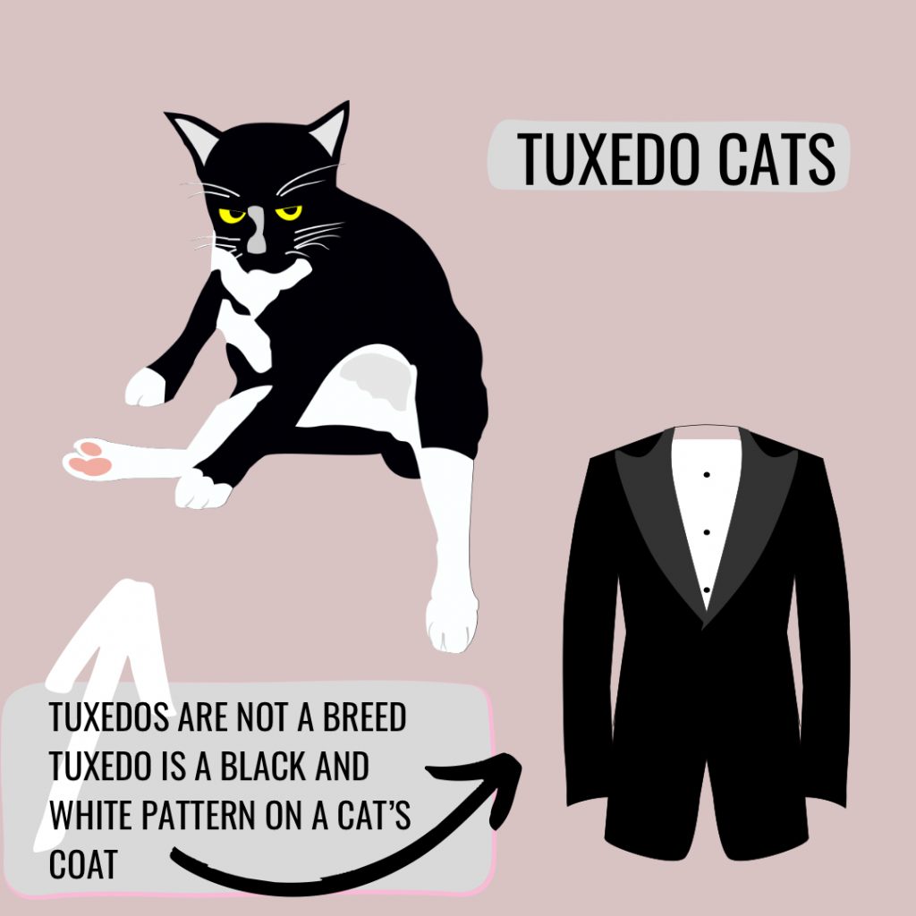 tuxedo cat breeds