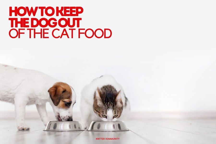 How to stop puppy 2025 from eating cat food