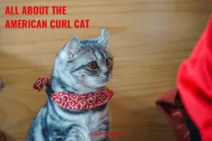 american-curl-cat