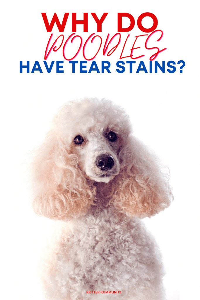 how to clean tear stains on poodles