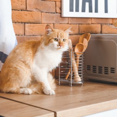 Ways to keep cats off the counter sale