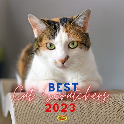 Best cat outlet scratchers