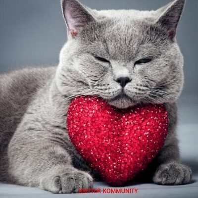 Valentine gifts best sale for cat lovers