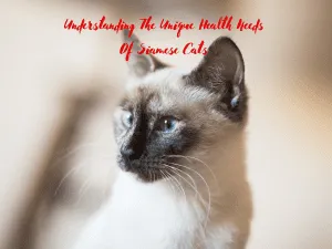 health-needs-siamese-cats