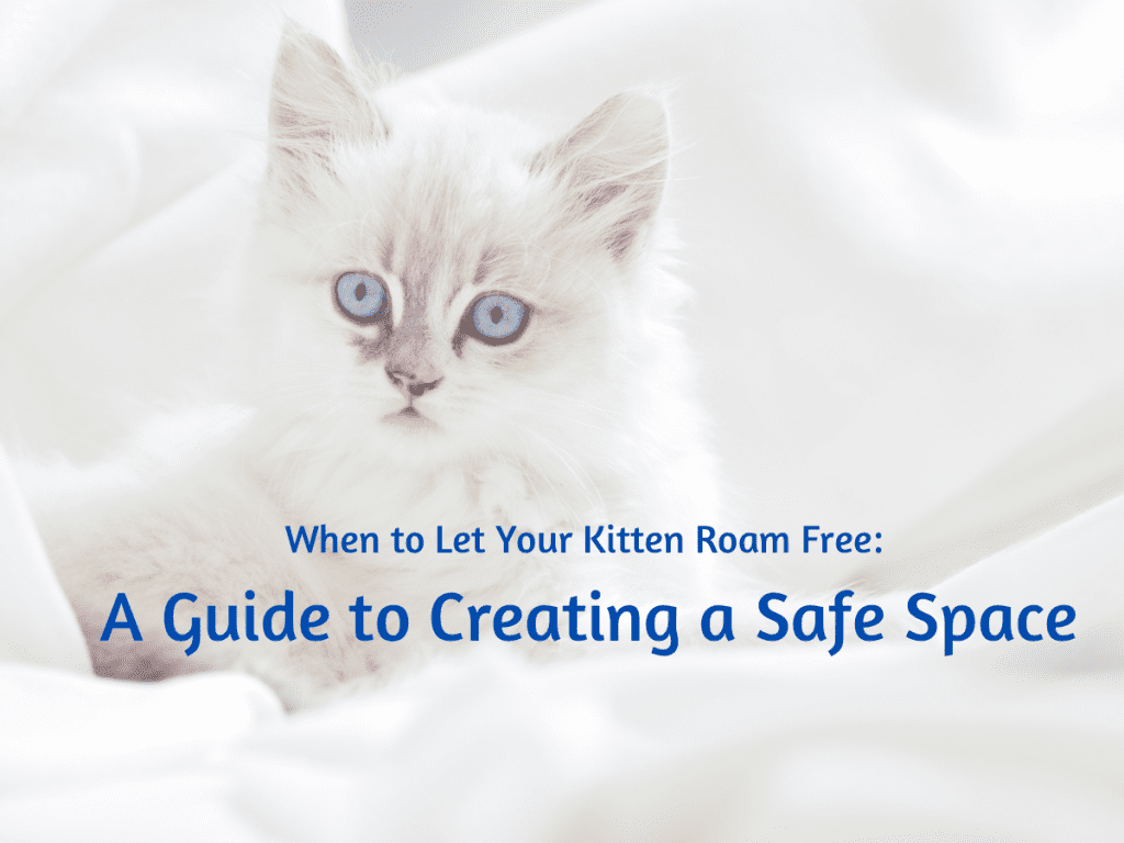 IV. Creating a safe environment for your kitten