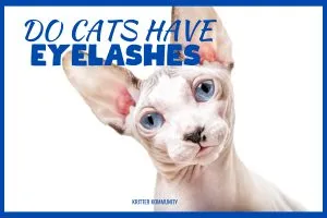 do-cats-have-eyelashes