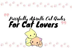 cat-quotes-cat-lovers-pin1