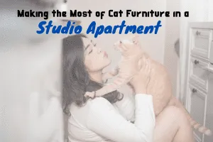 cat in studio apartment