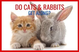 do-cats-and-rabbits-get-along