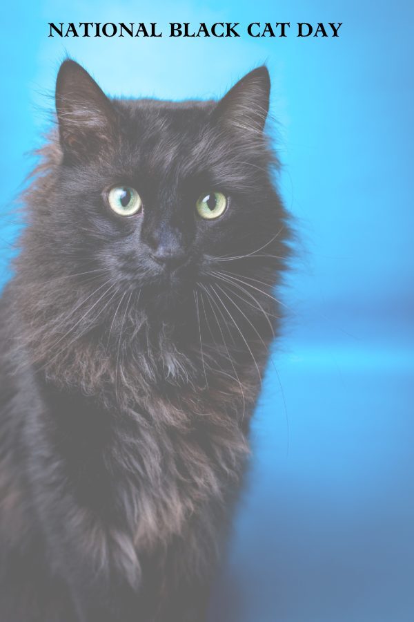 national-black-cat-day-pin1 national-black-cat-day-pin1