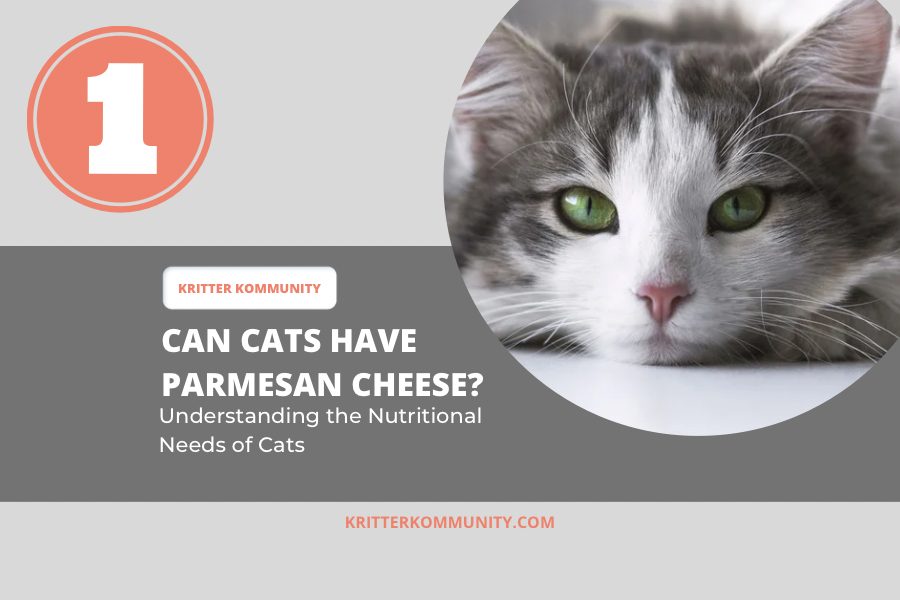 Can Cats Eat Parmesan Cheese The Ultimate Guide Kritter Kommunity