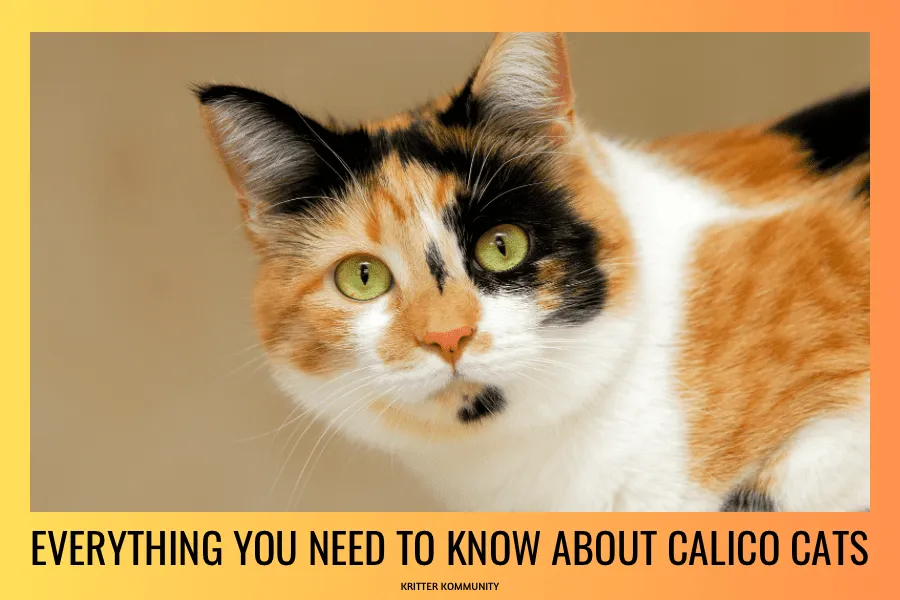 about-calico-cats