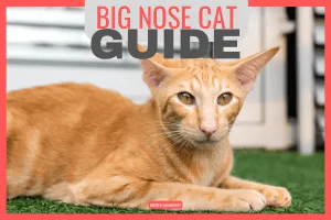 big-nose-cat-guide