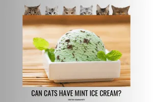 Can cats 2025 eat chocolate icecream