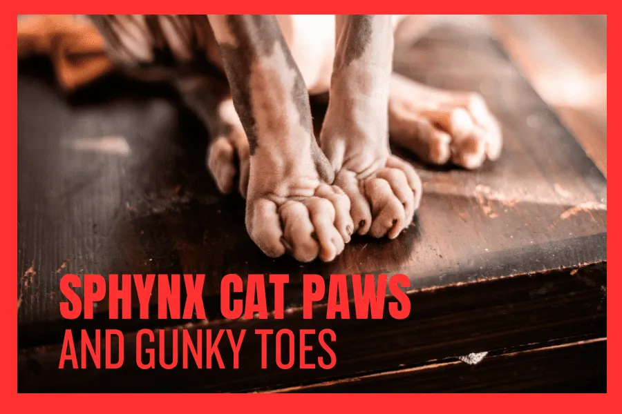 Sphynx Cat Nail Gunk Removal Guide [2024] • Kritter Kommunity