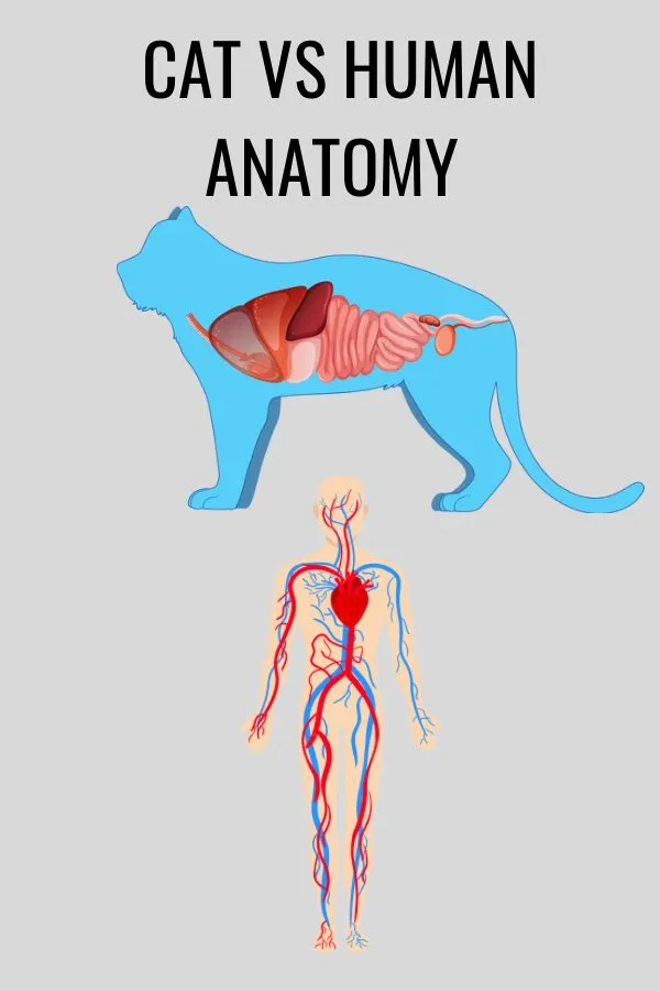 cat vs human anatomy