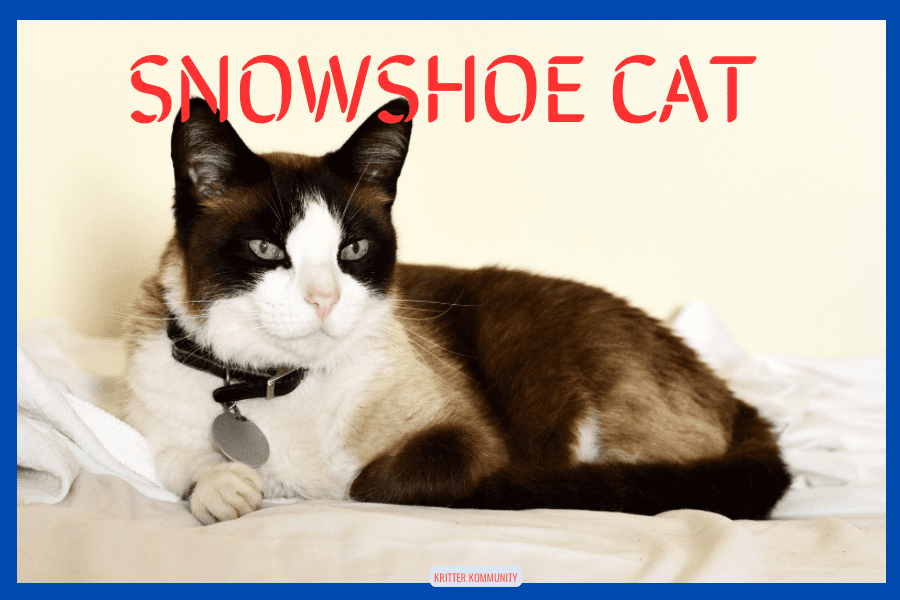 https://kritterkommunity.com/wp-content/uploads/2023/07/are-snowshoe-cats-rare-pin1.png