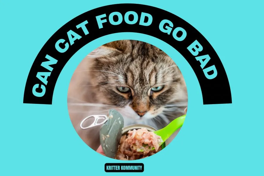 Can Cat Food Go Bad? • Kritter Kommunity