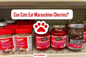 can-cats-eat-maraschino-cherries-pin1