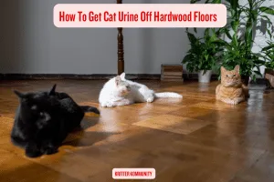 how-to-get-cat-urine-off-hardwood-floors