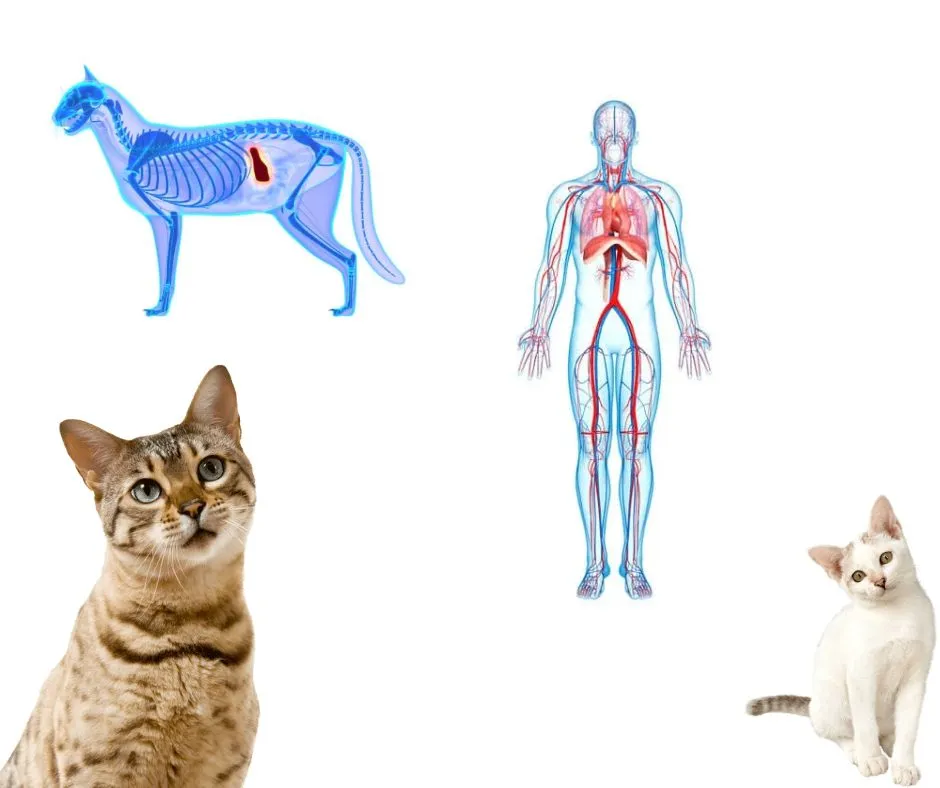 cat-anatomy-human-anatomy
